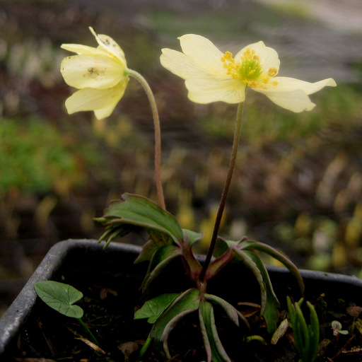 Anemone x seemanii (nemorosa x ranunculoides)